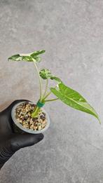 Alocasia Okinawa Silver Variegata, Ophalen of Verzenden, Halfschaduw, Minder dan 100 cm