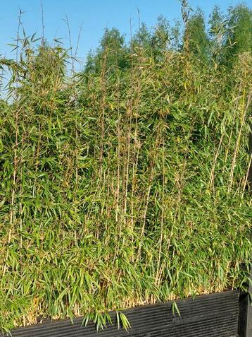 Bamboe Fargesia 1.80m niet woekerend ruim 14 meter