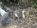 Te koop parelhoenders, Dieren en Toebehoren, Meerdere dieren, Overige soorten