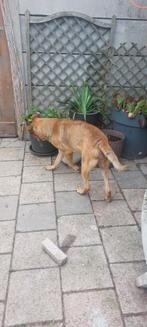Goed huisje gezocht, Reu, Groot, Eén hond, 3 tot 5 jaar