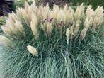 Pampas pluimen, Ophalen, Zomer, Vaste plant, Volle zon