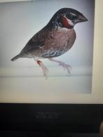 vogels, Dieren en Toebehoren, Vogels | Overige Vogels, Meerdere dieren, Tropenvogel, Geringd