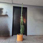Mooie (cowboy) cactus, Ophalen, 150 tot 200 cm, In pot, Cactus