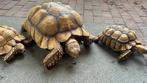 Sulcata landschildpadden. 16 tot 33 cm ongeveer., Dieren en Toebehoren, Reptielen en Amfibieën, Schildpad, 7 tot 10 jaar