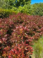 Photinia Red Robin 100-120 cm hoog, Tuin en Terras, Planten | Struiken en Hagen, Ophalen of Verzenden, Overige soorten, 100 tot 250 cm