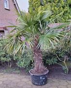 Mooie palmboom, palm, Trachycarpus Fortunei, 98cm stamhoogte, Tuin en Terras, Planten | Bomen, In pot, Volle zon, Ophalen, Palmboom