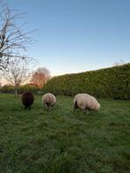 3 mooie ooien, Dieren en Toebehoren, Schapen, Geiten en Varkens, Vrouwelijk, Schaap