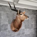Taxidermie nyala antilope, Ophalen, Zo goed als nieuw, Wild dier, Opgezet dier
