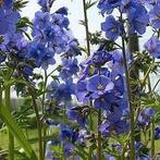 Zaden Polemonium caeruleum blauw, Verzenden, Volle zon