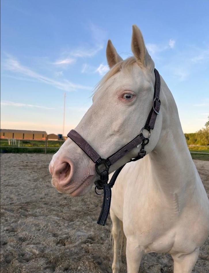 Bijrijder gezocht, Dieren en Toebehoren, Paarden en Pony's | Overige Paardenspullen, Nieuw, Dressuur, Ophalen