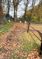 Weiland weide te huur gevraagd Westerhaar, Dieren en Toebehoren, Stalling en Weidegang, Weidegang, 4 paarden of pony's of meer