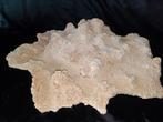 Koraal 40 x 45 cm, Verzamelen, Mineralen en Fossielen, Ophalen of Verzenden