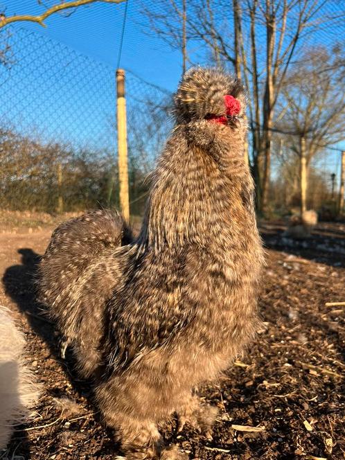 Prachtige usa zijdehoen(der) hanen patrijs, koekoek, mottled, Dieren en Toebehoren, Pluimvee, Kip, Mannelijk