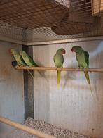 Alexander parkieten met dna, Dieren en Toebehoren, Vogels | Parkieten en Papegaaien, Meerdere dieren, Parkiet, Geringd