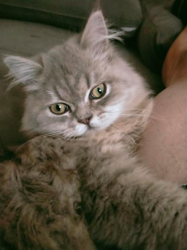 Britse langhaar kittens,, Dieren en Toebehoren, Katten en Kittens | Raskatten | Langhaar, Meerdere dieren, 0 tot 2 jaar, Ontwormd