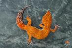 Luipaardgekko man 1.0, Dieren en Toebehoren, Reptielen en Amfibieën, Hagedis, Met terrarium, 0 tot 2 jaar
