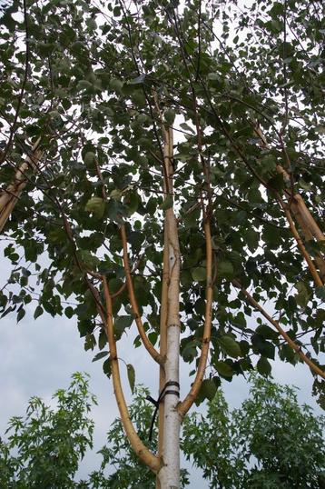 Himalayaberk berkenboom berk met witte stam