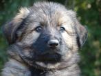 Oudduitse herder pups, 1 reutje beschikbaar, Dieren en Toebehoren, Reu, CDV (hondenziekte), 8 tot 15 weken, Meerdere