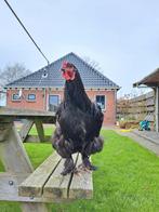 Grote forse vitale haan, Dieren en Toebehoren, Mannelijk, Kip