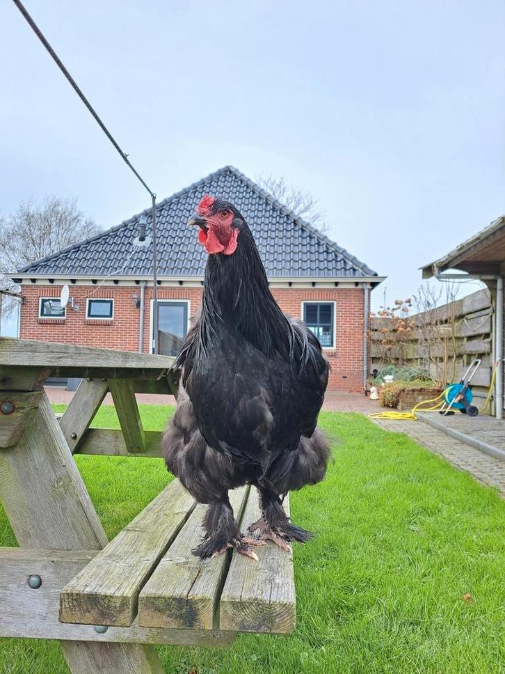 Grote forse vitale haan, Dieren en Toebehoren, Pluimvee, Kip, Mannelijk