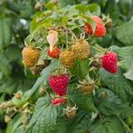 Stek frambozenstruik, Ophalen, Overige soorten, Minder dan 100 cm