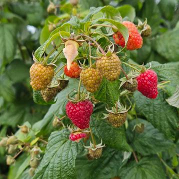 Stek frambozenstruik  beschikbaar voor biedingen