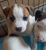 3 amerikaanse stafford pups beschikbaar, Dieren en Toebehoren, Honden | Jack Russells en Terriërs, Rabiës (hondsdolheid), 8 tot 15 weken