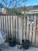 2 Jonge Boompjes in Pot 2,5 meter, Tuin en Terras, Bloeit niet, Overige soorten, 100 tot 250 cm, Ophalen