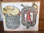 schoolplaat "ingewanden", Ophalen of Verzenden, Natuur en Biologie
