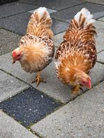Wyandotte kriel, Dieren en Toebehoren, Pluimvee, Meerdere dieren, Kip