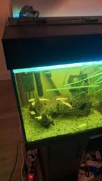 Ancistrus algeneters albino! BIEDEN PER STUK!, Dieren en Toebehoren, Ophalen of Verzenden, Zo goed als nieuw, Overige typen