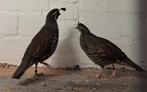 CALIFORNISCHE KUIFKWARTELS, Dieren en Toebehoren, Vogels | Overige Vogels, Meerdere dieren
