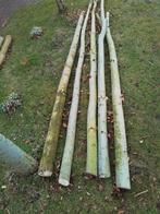 Grote Knotwilgstaken, Ophalen, Volle zon, Overige soorten, 100 tot 250 cm