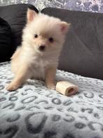 Pomeriaan pups 7 weken nog 1teefje direct beschikbaar, Dieren en Toebehoren, Keeshond, Meerdere, Meerdere dieren, Nederland