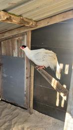 Fazanten en pauwfazanten 2025, Dieren en Toebehoren, Meerdere dieren, Tropenvogel, Geringd
