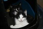 Kittens 8 weken oud, Meerdere dieren, Kortharig, 0 tot 2 jaar