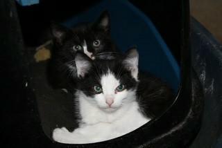 Kittens 8 weken oud, Dieren en Toebehoren, Katten en Kittens | Overige Katten, Kortharig, Meerdere dieren, 0 tot 2 jaar