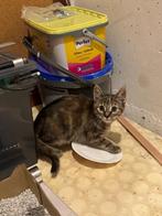 Kittens, Dieren en Toebehoren, Poes, Kortharig, 0 tot 2 jaar