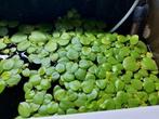 Drijfplantjes voor aquarium 0,50 cent per stuk, Dieren en Toebehoren, Vissen | Aquaria en Toebehoren, Ophalen, Plant(en), Steen of Hout