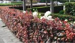 Rode beuk - Fagus sylvatica 'Atropunicea' nu weer leverbaar!, Ophalen of Verzenden, Beukenhaag, Haag, 100 tot 250 cm