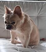 Fluffy Franse bulldog teefje, Isabella gold, Particulier, Rabiës (hondsdolheid), 1 tot 2 jaar, Buitenland