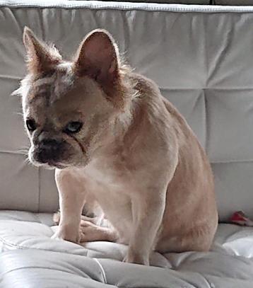 Fluffy Franse bulldog teefje, Isabella gold beschikbaar voor biedingen