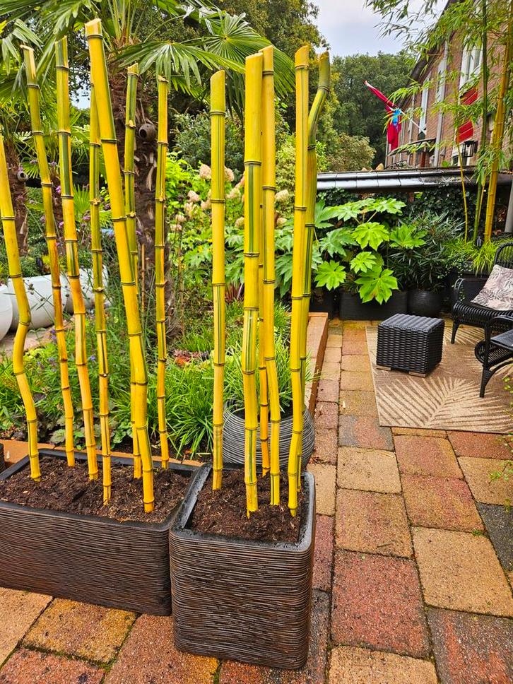 Bamboe uniek in capi bloempot 40x40 + extra gratis bamboe, Tuin en Terras, Bloembakken en Plantenbakken, Nieuw, Kunststof, Tuin
