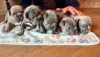 Franse Bulldog pups, Dieren en Toebehoren, CDV (hondenziekte), 8 tot 15 weken, Bulldog, Meerdere