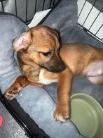 Jack Russel kruising 4 maanden oud, Dieren en Toebehoren, Honden | Niet-rashonden, 15 weken tot 1 jaar, Reu, Parvo, Eén hond