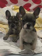 Franse bolddog, Dieren en Toebehoren, Honden | Bulldogs, Pinschers en Molossers, Particulier, Rabiës (hondsdolheid), Reu, 8 tot 15 weken