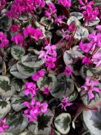 Winterbloeiende Cyclamen, Alpenviooltje, diverse soorten, Ophalen, Bodembedekkers, Vaste plant, Halfschaduw