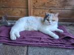 Deze poes is op zoek naar een fijne bank om op te chillen, Poes, 3 tot 5 jaar