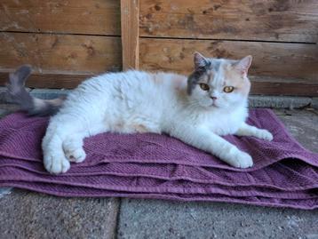 Deze poes is op zoek naar een fijne bank om op te chillen beschikbaar voor biedingen