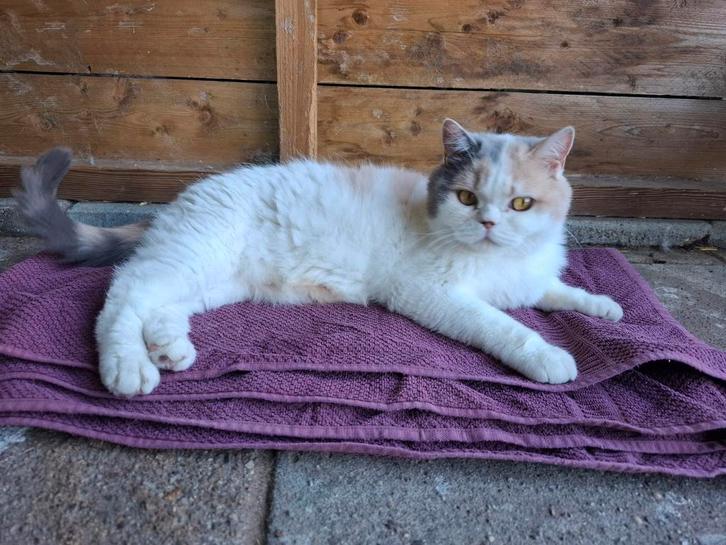 Gereserveerd, Dieren en Toebehoren, Katten en Kittens | Overige Katten, Poes, 3 tot 5 jaar